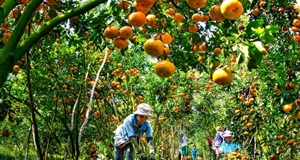 Nông sản vào EU: Rào cản kỹ thuật hay luật chơi công bằng?