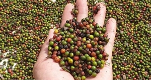 Ước tính xuất siêu của nông, lâm và thủy sản đạt hơn 6 tỷ USD