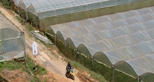 Ngăn rủi ro từ phong trào nông nghiệp nhà kính