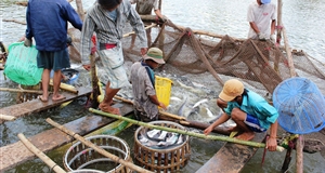 Tái cơ cấu nông nghiệp cần liên tục và “thức thời” hơn