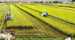 Bộ Tài chính đề xuất miễn thuế sử dụng đất nông nghiệp trong 10 năm
