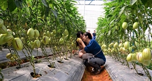 Tạm dừng phát triển du lịch canh nông ở Đà Lạt