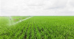 SBT lãi ròng 195 tỷ đồng trong Quý 1, tăng gấp đôi cùng kỳ