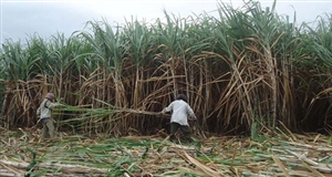 Viet Nam Agriculture before confronting TTP