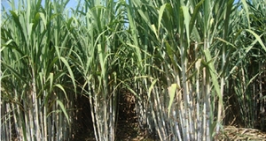 Meditation with sugar cane