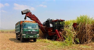 Để cây mía “lên đời”