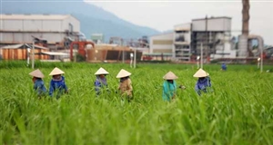 Mía đường gặp khó với biến đổi khí hậu