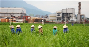Tái cơ cấu ngành mía đường Việt Nam