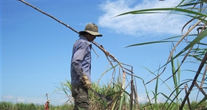 Đề xuất thành lập quỹ phát triển mía đường