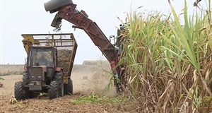 Mía đường Gia Lai tăng sức cạnh tranh trong xu thế hội nhập