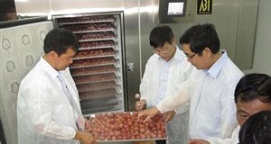 Nhiều kịch bản tiêu thụ vải, nhãn tránh 'được mùa mất giá'