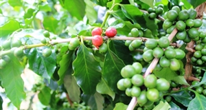 Kim ngạch xuất khẩu nông lâm thủy sản 4 tháng đầu năm đạt 12,3 tỷ USD