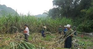 Nông sản Việt - không thể mãi chỉ “thương mại thô”