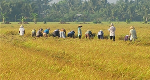 Nông dân xứ Dừa đoàn kết giúp nhau làm giàu và giảm nghèo bền vững trong giai đoạn mới