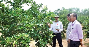 Ứng dụng công nghệ cao vào nông nghiệp: Hình thành các mô hình đột phá