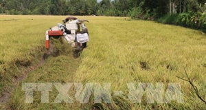 An Giang tăng khả năng cung ứng nguồn nguyên liệu gạo chất lượng cao