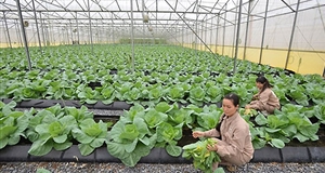 Thu hút doanh nghiệp đầu tư vào nông nghiệp (Kỳ 1)