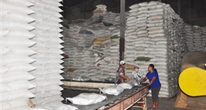 Philippines có thể NK 1,4 triệu tấn gạo trong năm nay