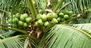 Dừa xiêm xanh tăng giá mạnh