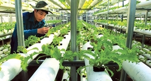 Chính phủ “gỡ khó” cho doanh nghiệp nông nghiệp công nghệ cao