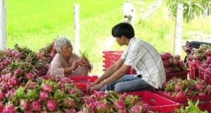 Đẩy mạnh tiêu thụ nông sản: Cầu nối vươn tới "chợ" toàn cầu