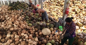 Dừa rớt giá, nông dân Bến Tre lao đao