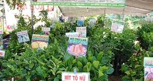 Bến Tre: Chuẩn bị chỉnh chu cho Lễ hội Cây – trái ngon an toàn xứ dừa năm 2018