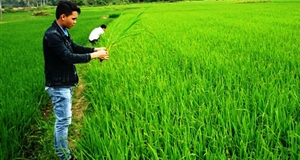 Hơn 170ha lúa hè thu bị sâu bệnh