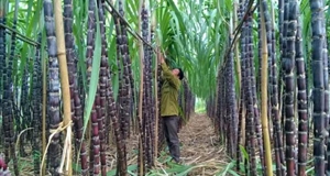 Giãn hiệp định ATIGA