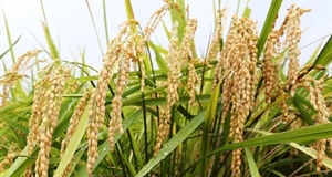 Giá gạo xuất khẩu của Việt Nam dự báo tiếp tục giảm