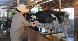 Hàng ngàn hộ nuôi bò sữa bỏ nghề
