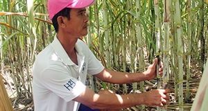 Nông dân tất bật chăm sóc mía