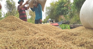 Thương hiệu gạo Việt Nam sẽ được bảo hộ quốc tế