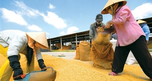 Thiếu hợp đồng tập trung, giá lúa gạo lao dốc
