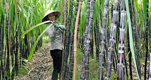 'Cứu' ngành đường bằng... giá điện