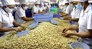 Bình Phước: Giải bài toán “đói” nguyên liệu cho ngành điều
