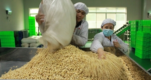 'Vua' nông sản Việt lao đao