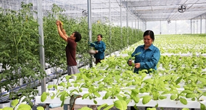 Những tiềm năng và cơ hội từ nông nghiệp Việt Nam