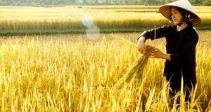 Sản lượng lúa gạo của Việt Nam không bị ảnh hưởng nhiều bởi vụ vỡ đập thủy điện Lào