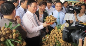 Hưng Yên tổ chức hội nghị xúc tiến thương mại nhãn và nông sản