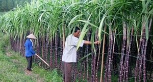 Tây Ninh kêu gọi đầu tư dự án chế biến phụ phẩm từ chế biến đường