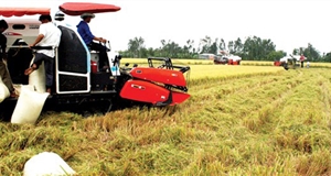 Xuất khẩu gạo trở lại thời hoàng kim?