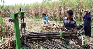 VSSA: Cần tự vệ đặc biệt vì "đường bắp" gây hại nặng cho "đường mía"