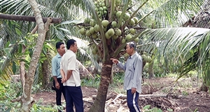 Trồng dừa xiêm lùn, không bán trái, chỉ bán cây, thu 400 triệu/năm