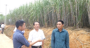 Tuyên Quang: Liên kết thâm canh, mía cho “vị ngọt”