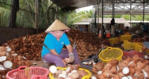 Giá dừa khô thấp kỷ lục