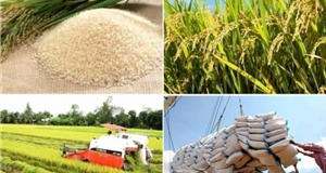Thúc đẩy sản xuất theo chuỗi giá trị, bảo đảm chất lượng gạo xuất khẩu