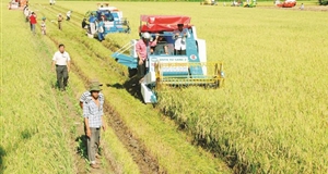 Xuất khẩu gạo tiến chắc