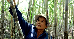 Quyết tâm trụ vững