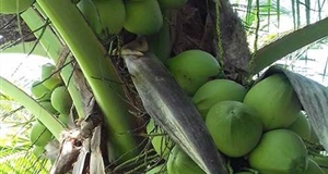 Mỗi tháng có 30 triệu đồng từ vườn dừa xiêm cây nào cũng đeo trái